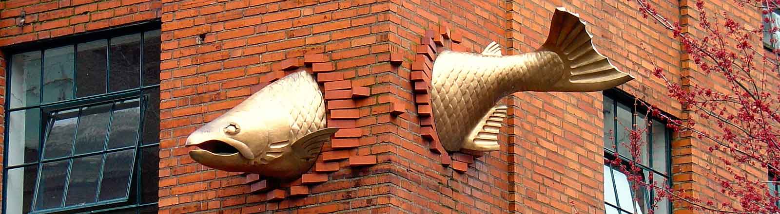 corner of red brick building with gold fish swimming through it
